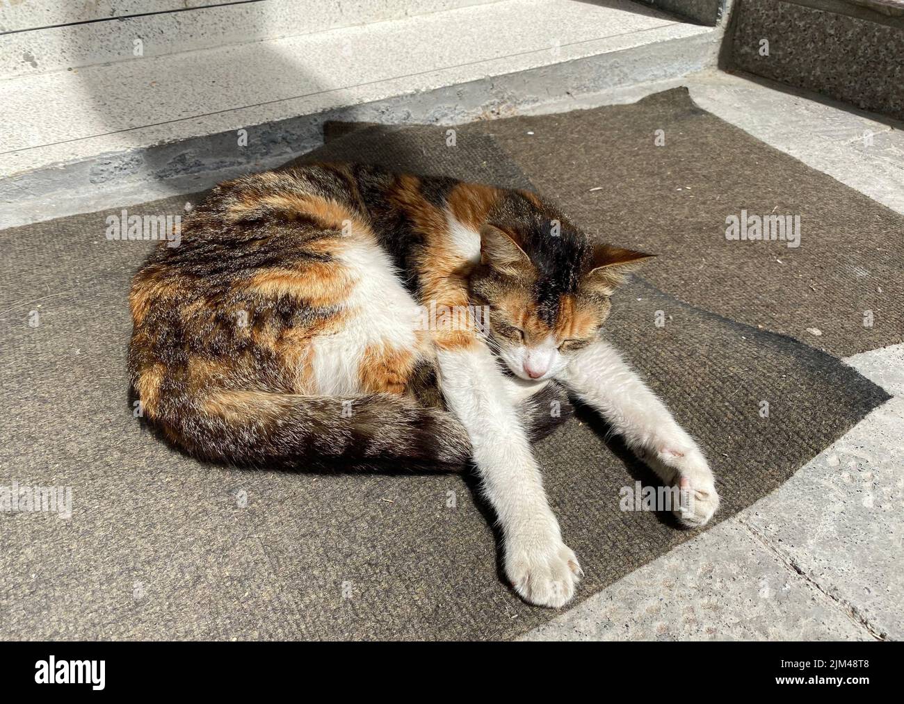 Adorable homeless cat sleeping on the ground and getting sun Stock