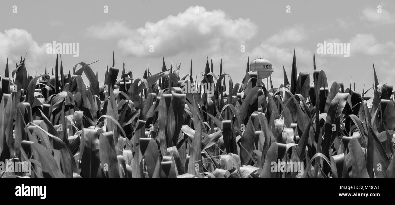 Corn leaves detail Black and White Stock Photos & Images - Alamy