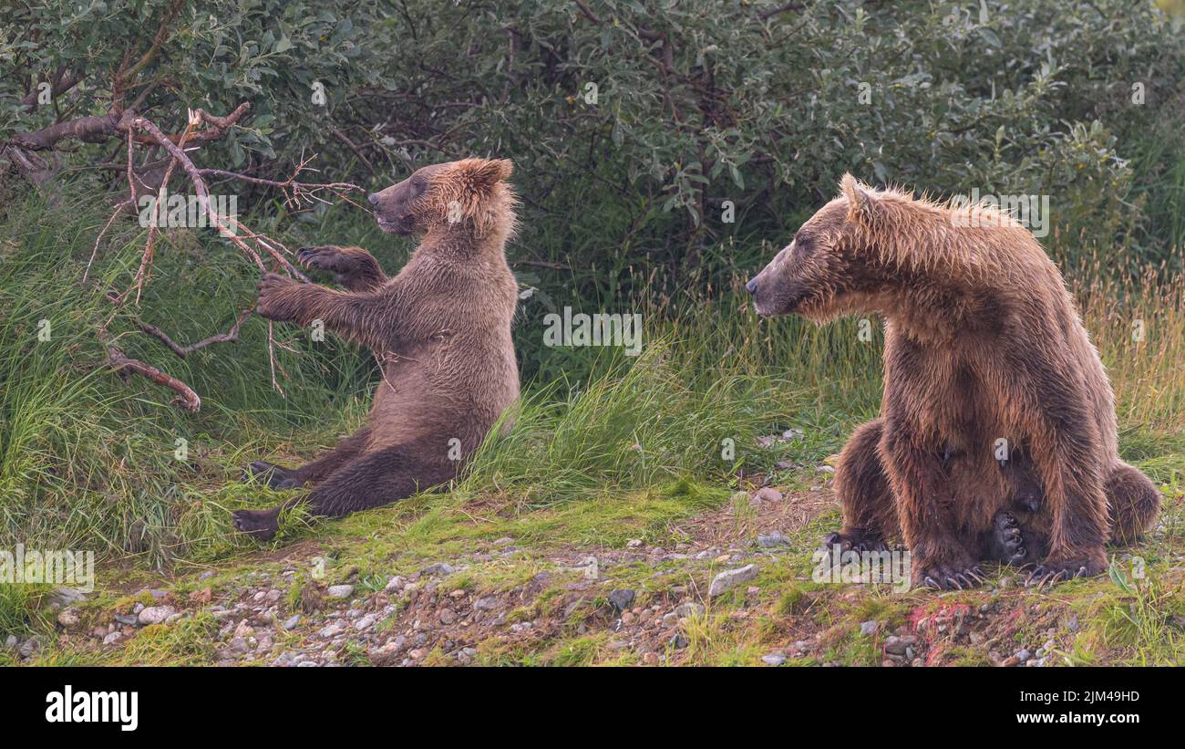 Two brown bears in the forest in Katmai, Alaska Stock Photo - Alamy