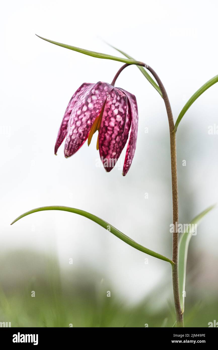 A verticaal shot of a snakeshead fritillary flower on a field in Ducklington nr Witney, Oxfordshire Stock Photo