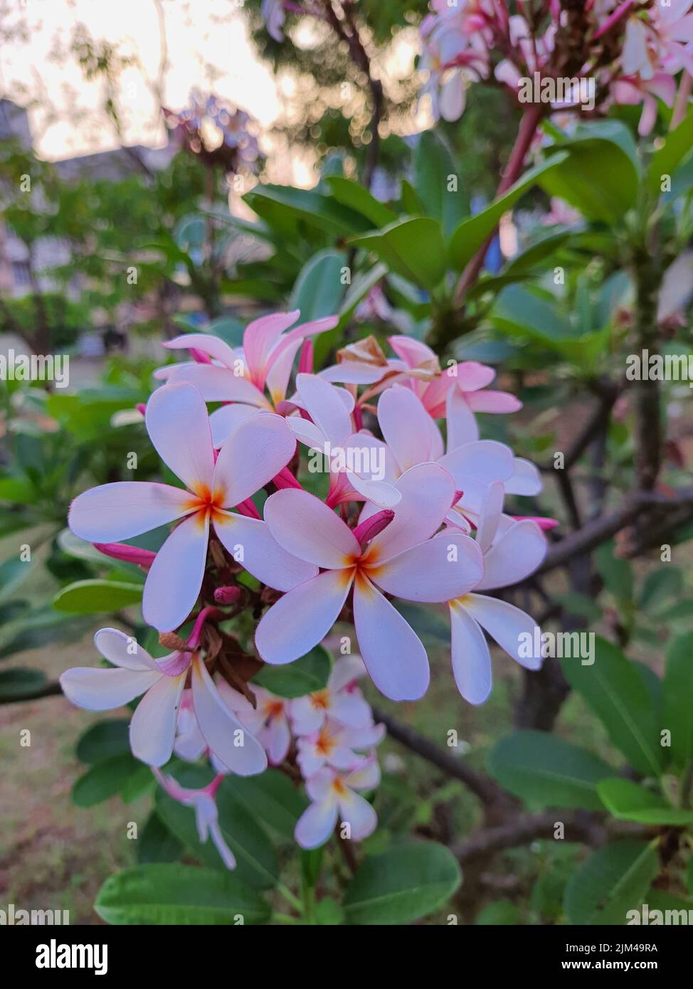 The vertical closeup of Singapore graveyard flowers in a park. Selected