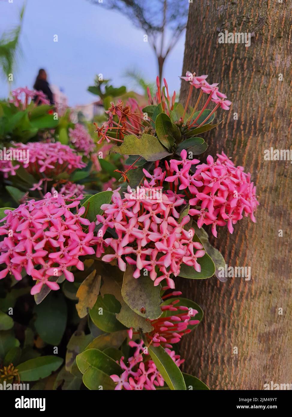 A vertical closeup of West Indian Jasmine flowers in a park. Selected focus. Kakinada, India. Stock Photo