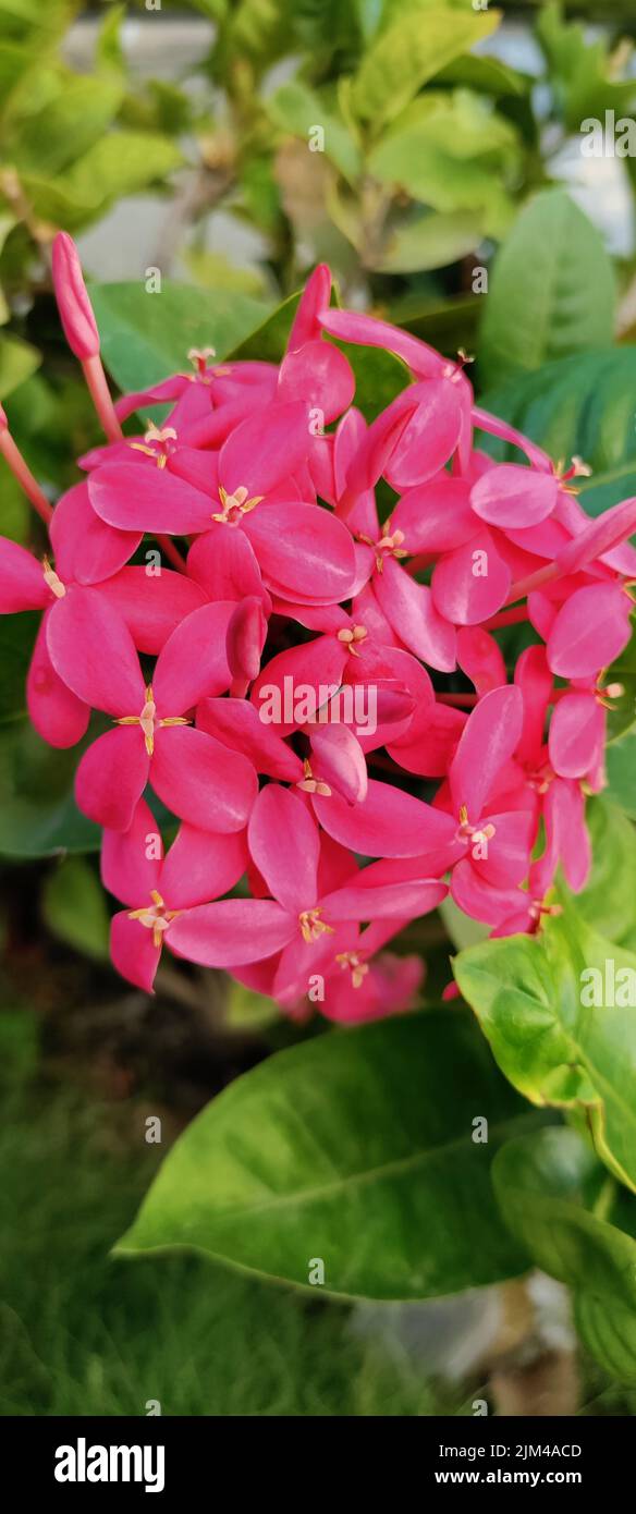 The vertical closeup of West Indian Jasmine flowers in a park. Selected focus. Stock Photo