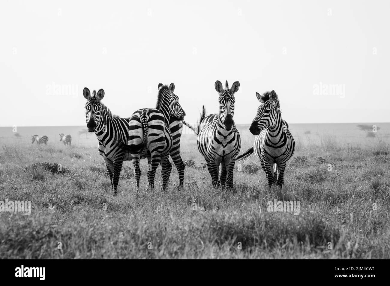 A greyscale shot of zebras in Serengeti National Park Stock Photo