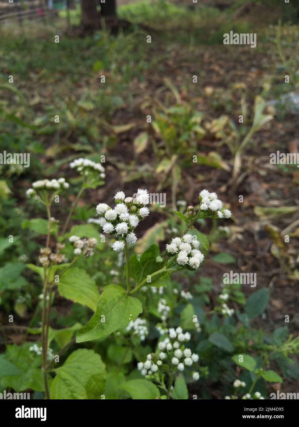 Ageratum conyzoides is native to Tropical America, especially Brazil, and is an invasive weed in many other regions. Billygoat weed Stock Photo
