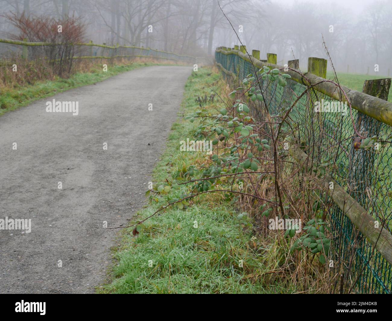 a shot of the forest with fog and the morning sun light Stock Photo - Alamy