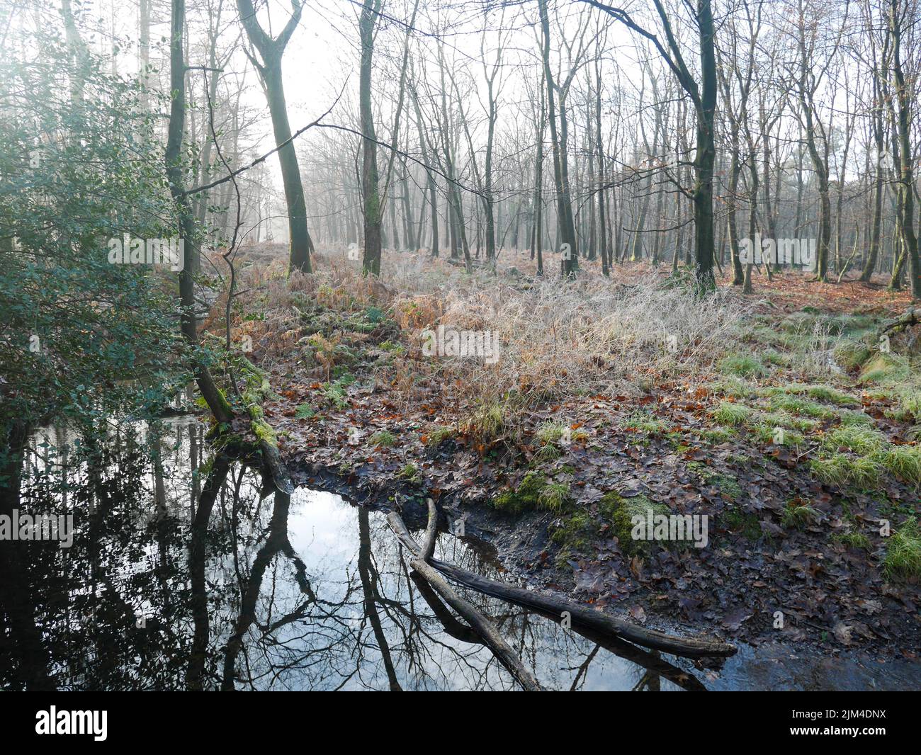 a shot of the forest with fog and the morning sun light Stock Photo - Alamy