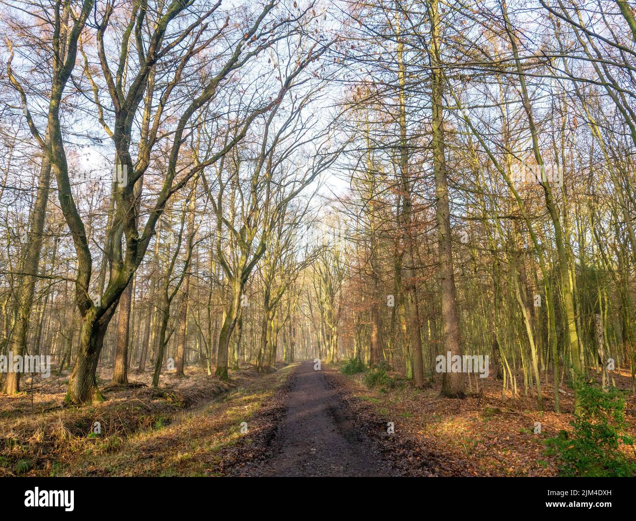a shot of the forest with fog and the morning sun light Stock Photo - Alamy