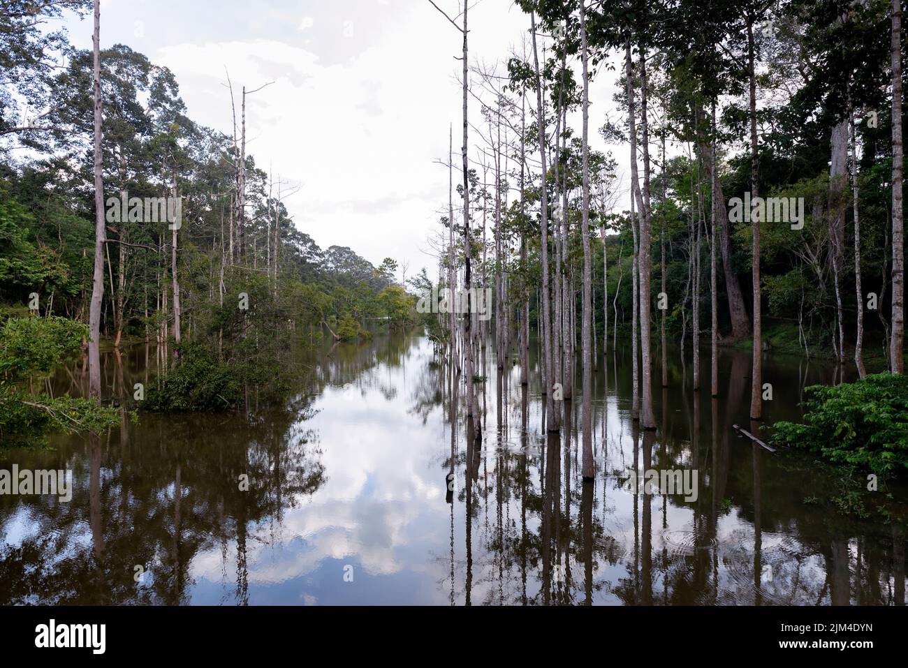 Freshwater swamp forest hi-res stock photography and images - Alamy