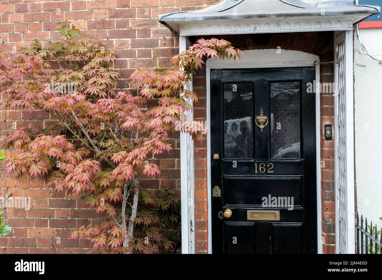 Dorking, Surrey Hills, London UK, June 30 2022, Traditional Wooden Black Front Door With A Japanese Acer Tree Stock Photo