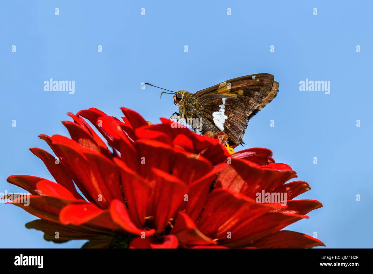 Silver-spotted skipper butterfly or Epargyreus clarus on Zinnia flower. It is small- to medium-sized species of family Hesperiidae. Stock Photo