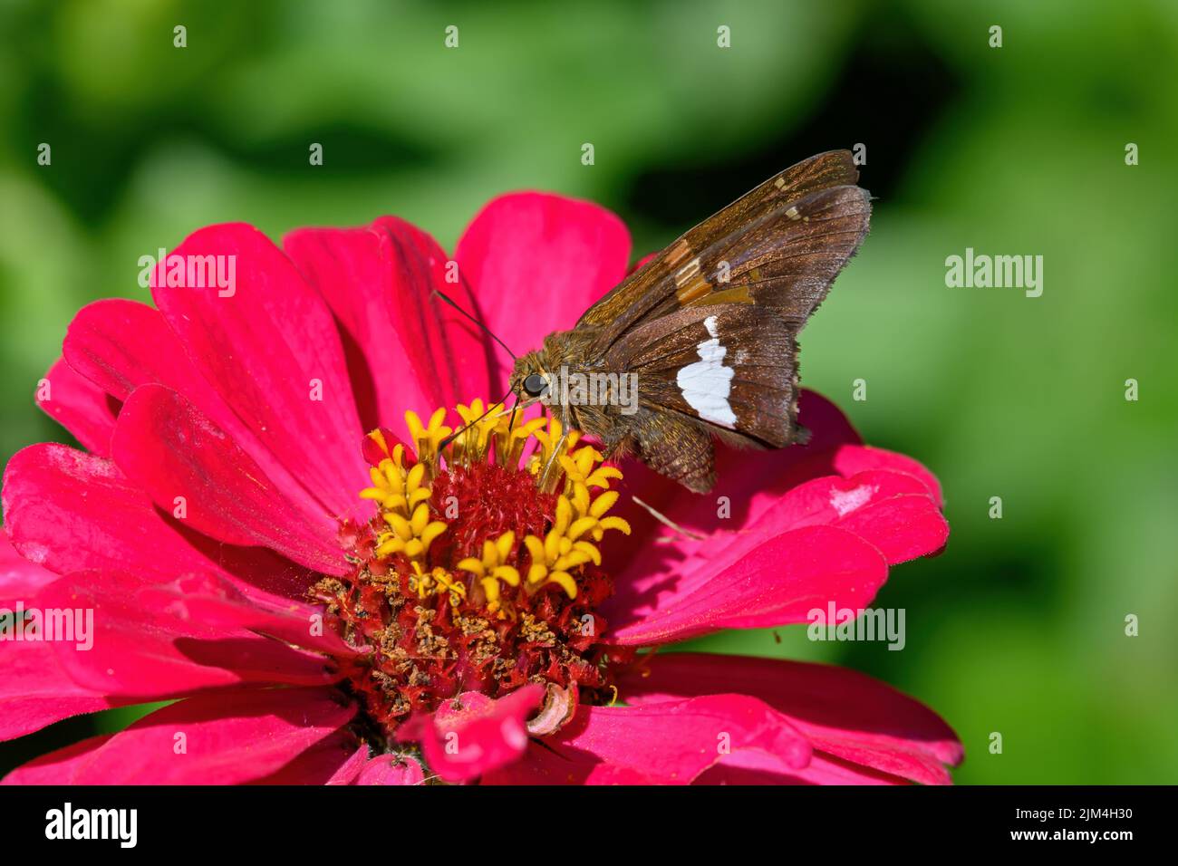 Silver-spotted skipper butterfly or Epargyreus clarus on Zinnia flower. It is small- to medium-sized species of family Hesperiidae. Stock Photo