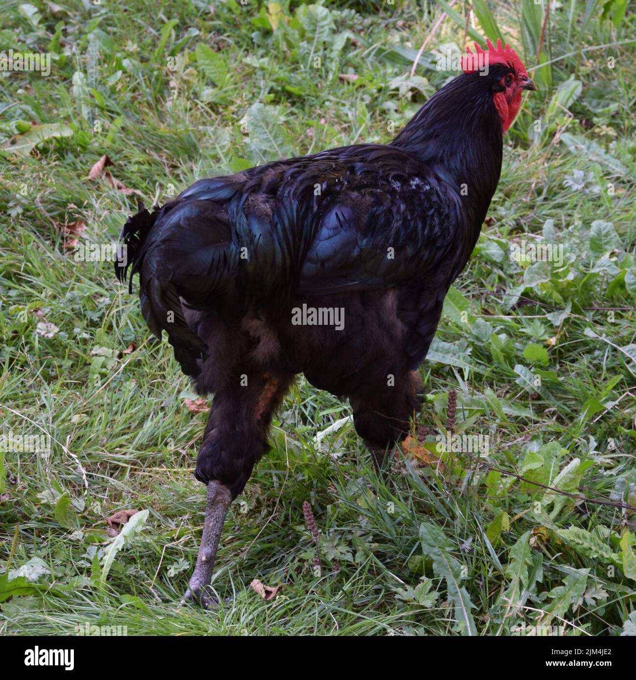 Schwarzes Huhn - Black chicken Stock Photo