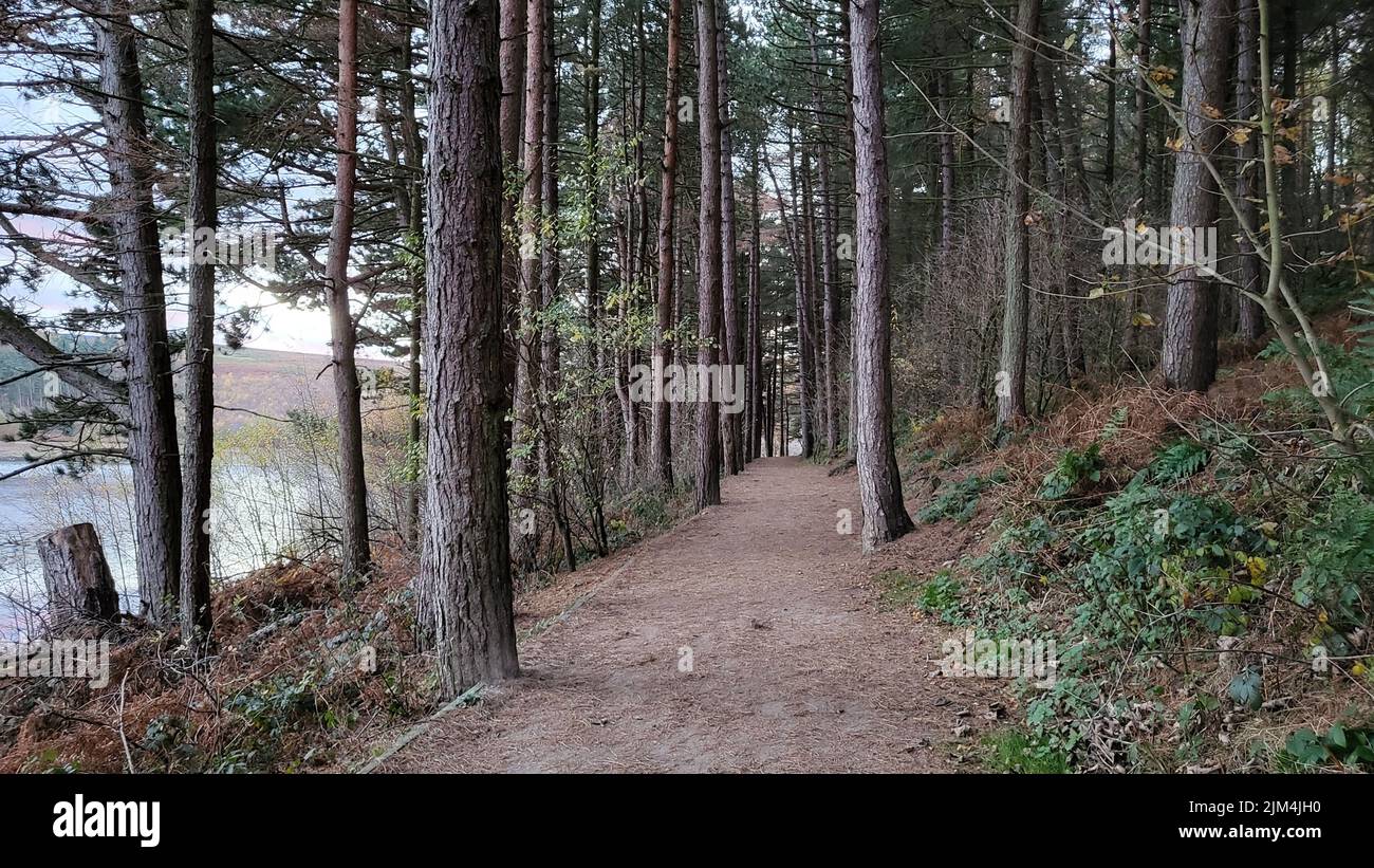 A tall trees with skinny trunks in the woods next to a lake Stock Photo ...