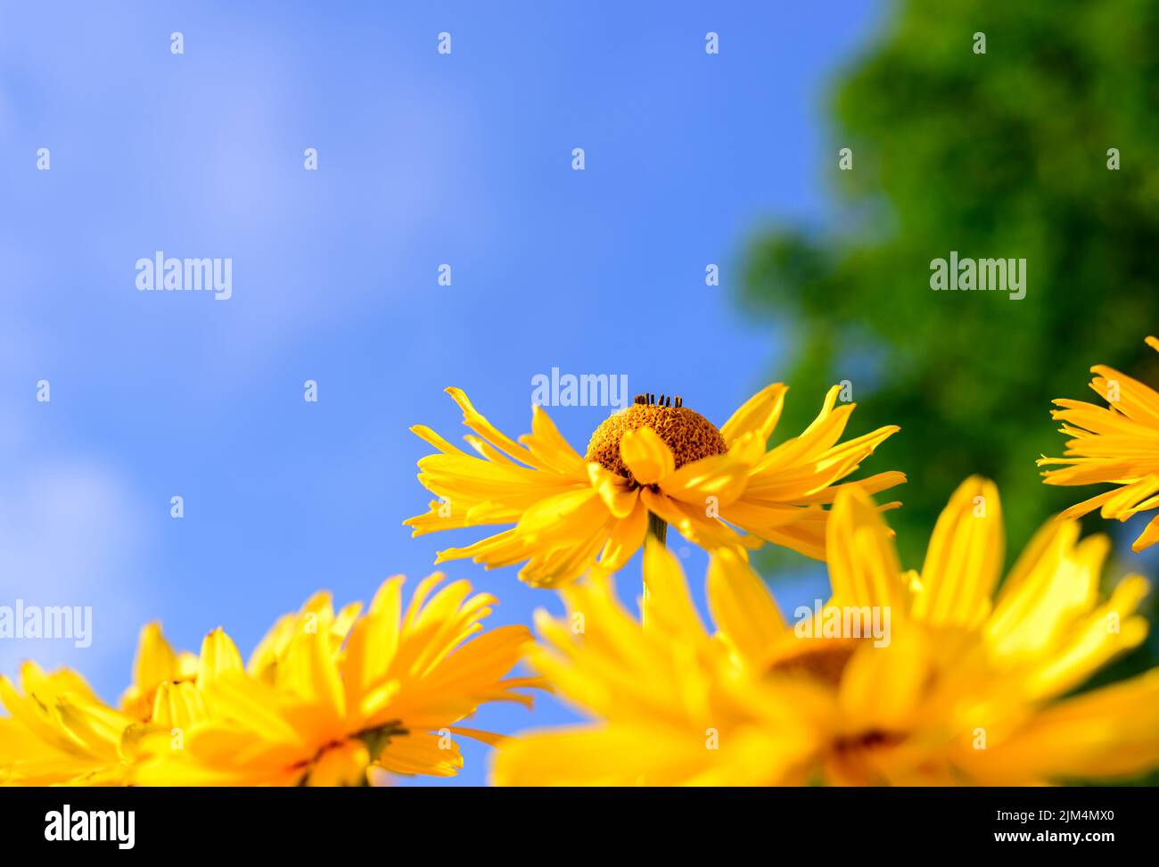 Big head yellow summer flower Stock Photo - Alamy