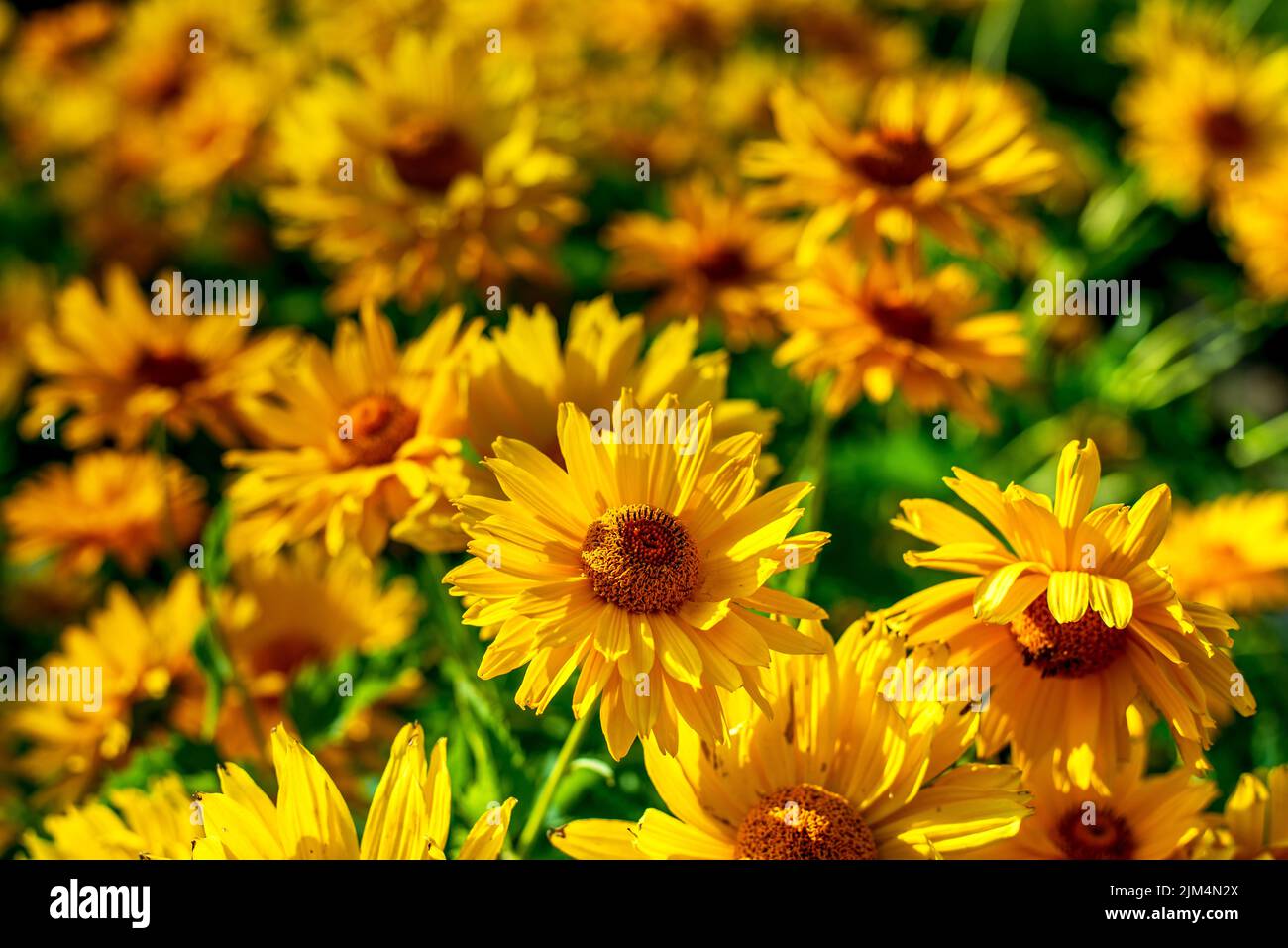 Big head yellow summer flower Stock Photo - Alamy