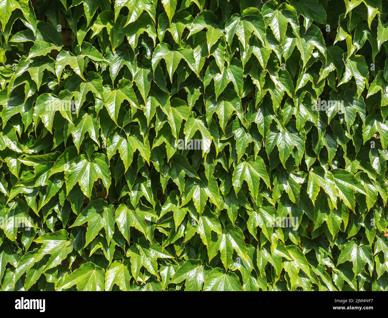 The green hedge is a solid seamless layer in full screen Stock Photo