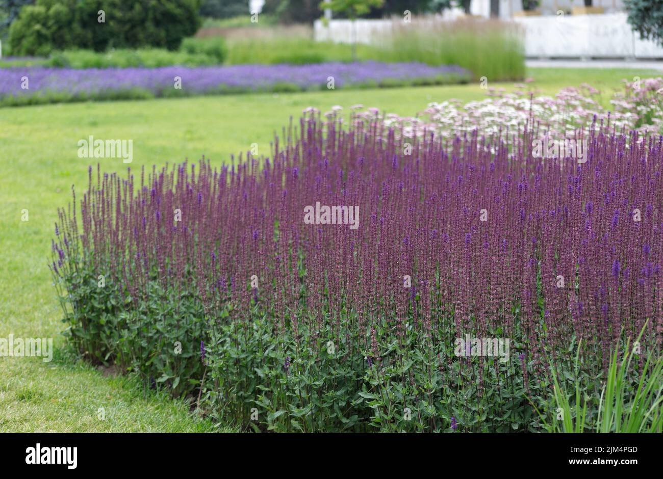 Thickets of sage. Purple flowers of sage forest or Balkan sage. Long