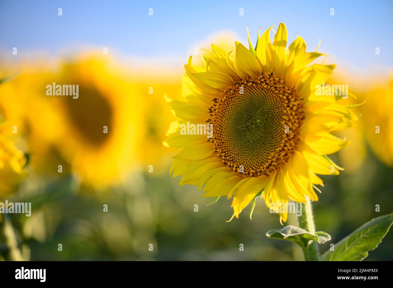 Close up sunflower in the field with blue sky Stock Photo - Alamy