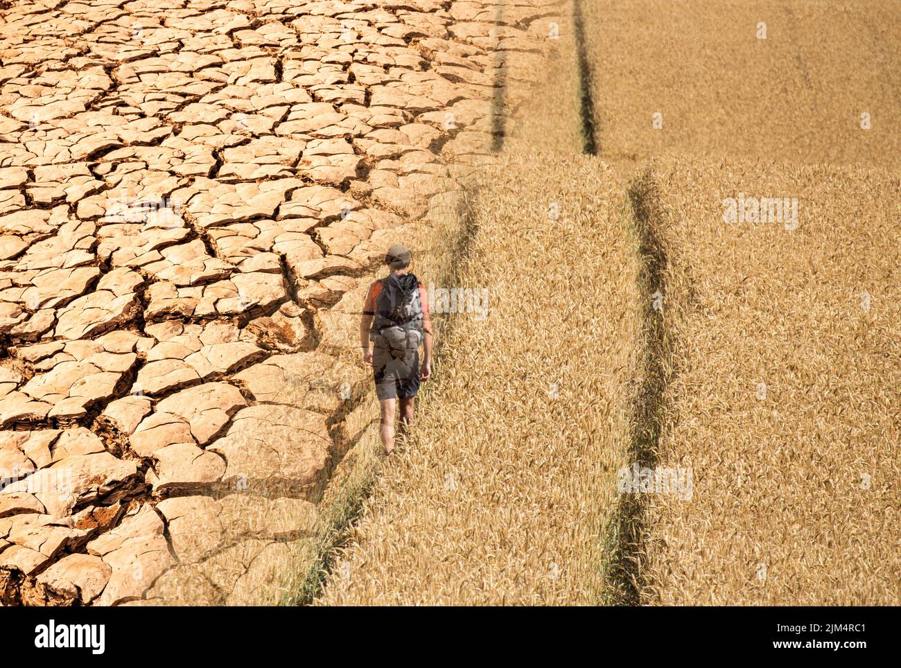 Global warming concept: man walking through wheat field with dried, cracked earth image overlayed. Stock Photo