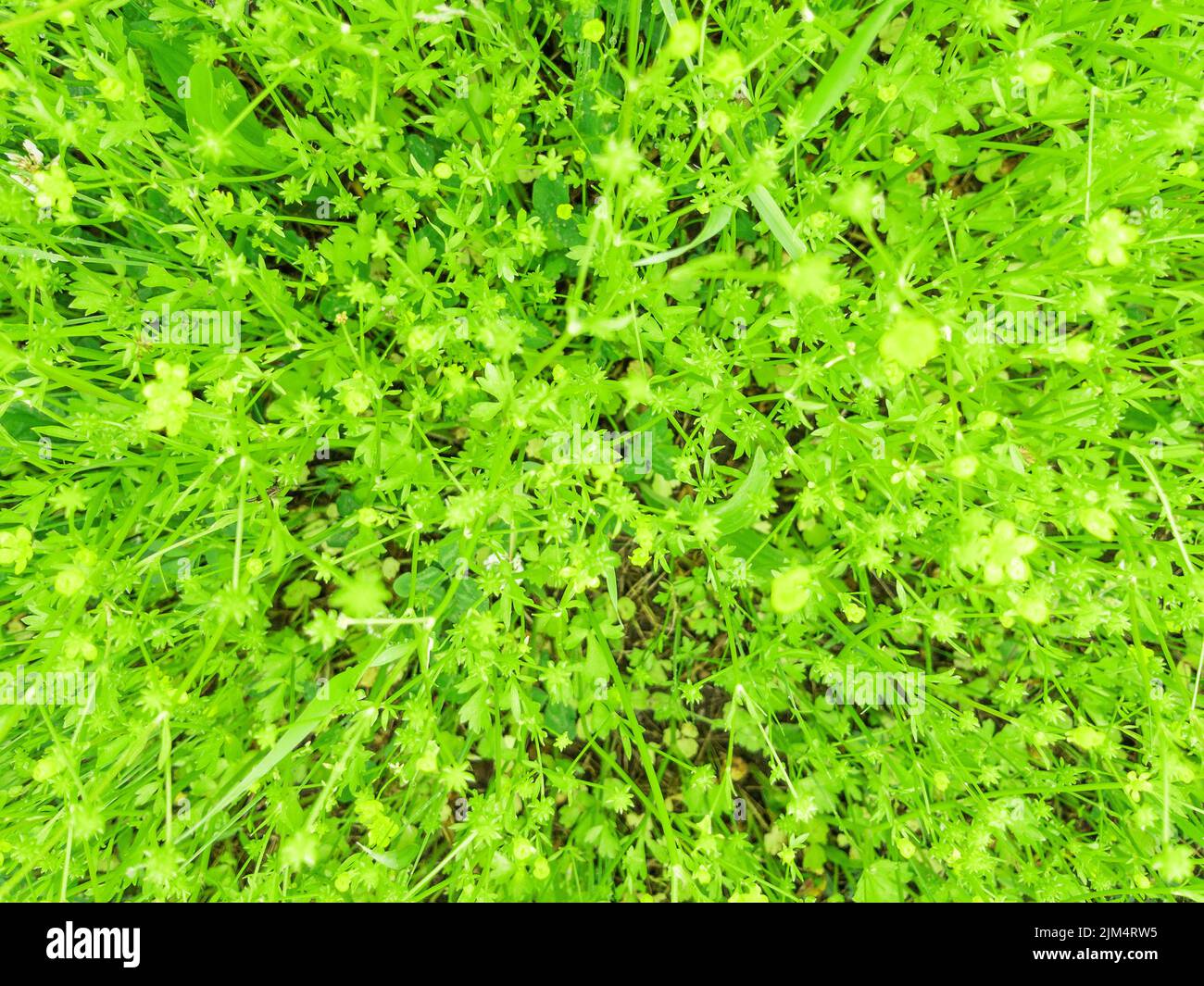 Fresh spring grass as a background with a full-screen view from above Stock Photo