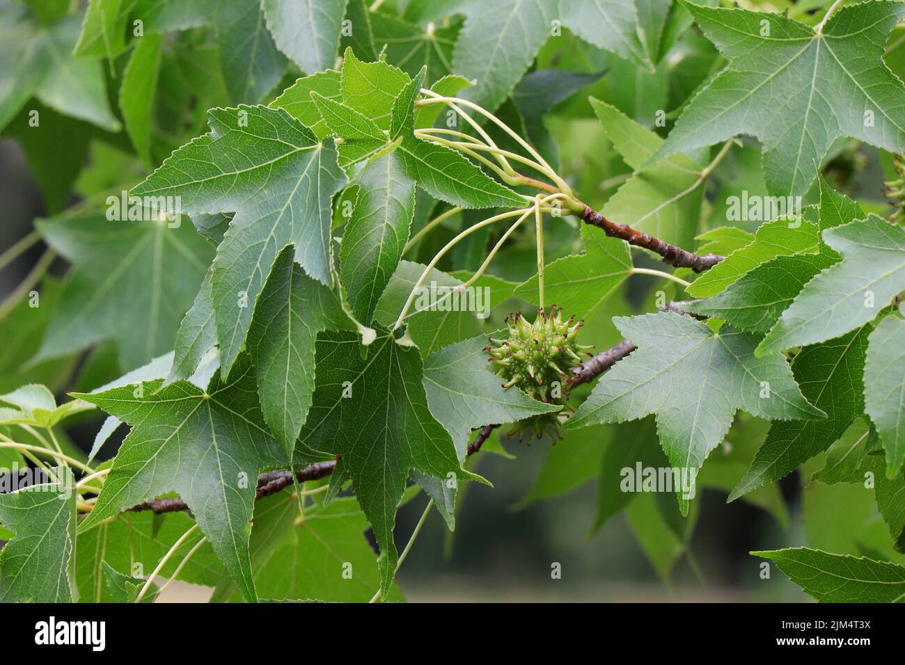 Branches of American sweetgum or Liquidambar styraciflua tree Stock Photo