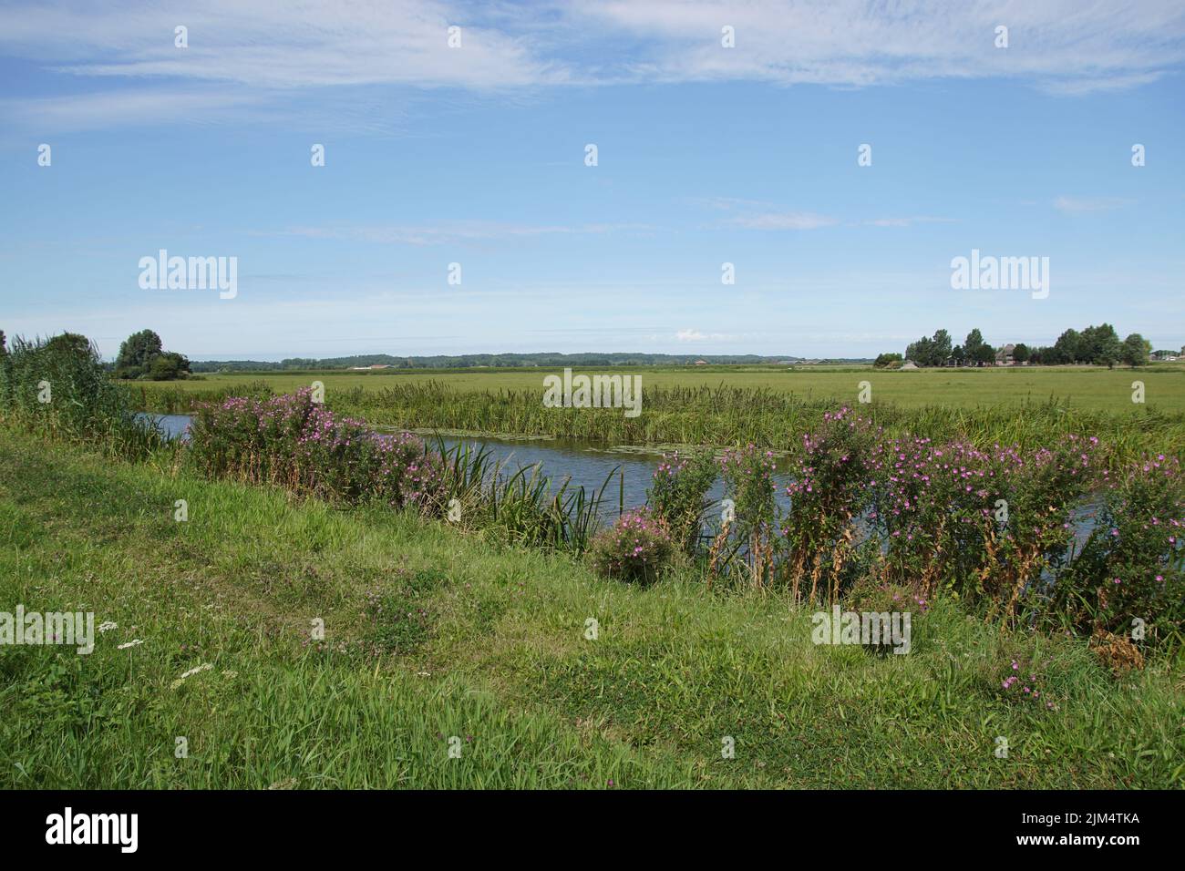 Dutch pasture landscape in summer in North Holland near Bergen. Meadows, farms, canal, flowering great willowherb (Epilobium hirsutum). Dunes Stock Photo