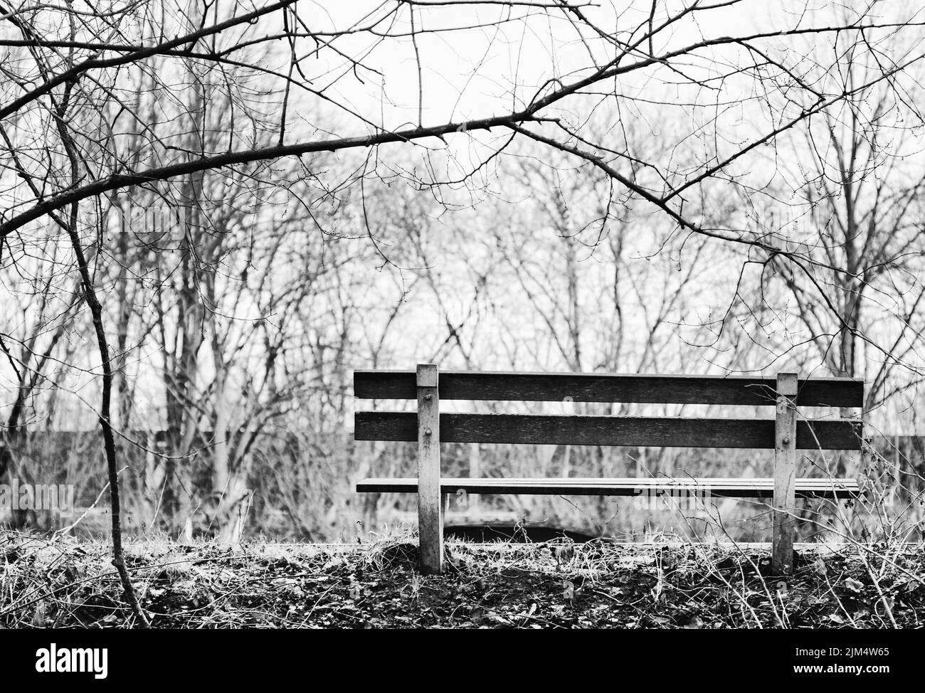 A grayscale shot of an empty bench in the park surrounded by leafless trees. Stock Photo