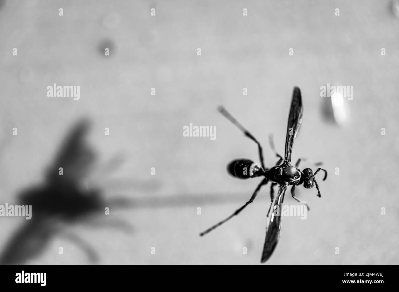 Insect specimen museum Black and White Stock Photos & Images - Alamy