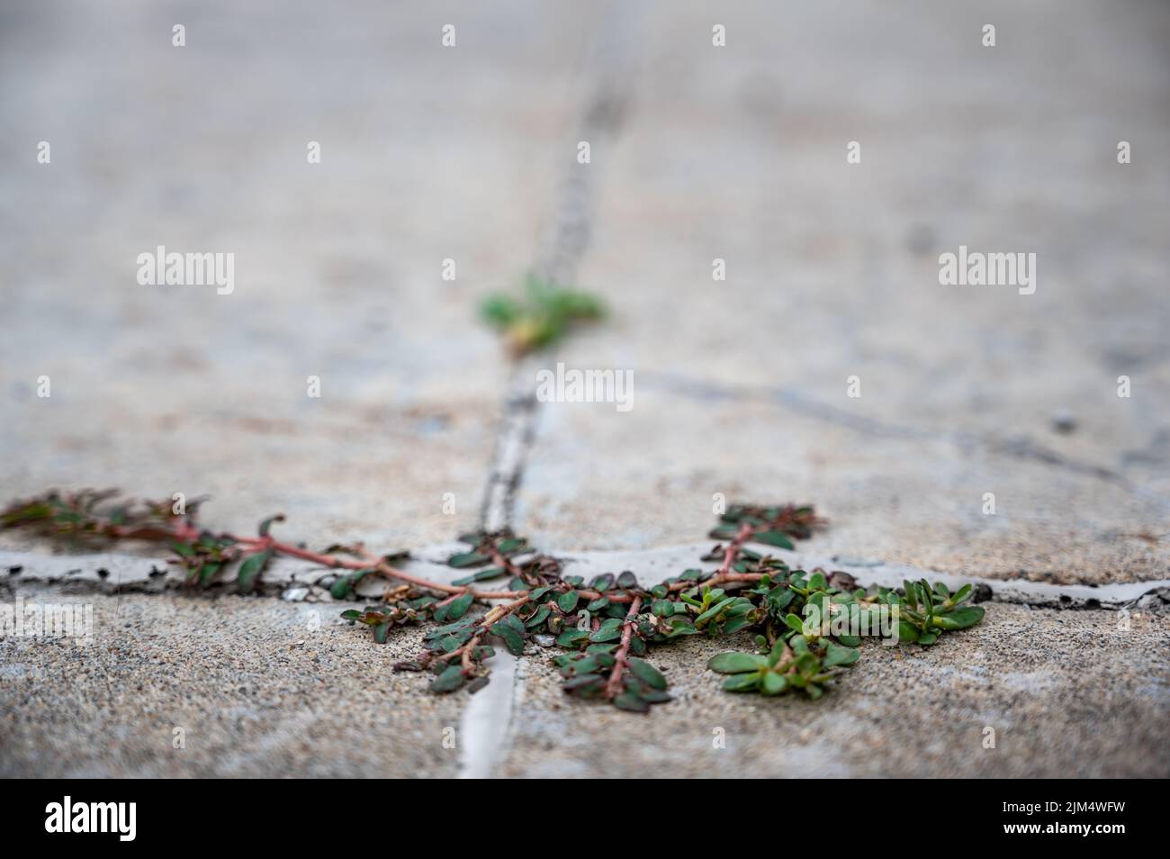 Purslane weed growing through a crack and joint between two concrete