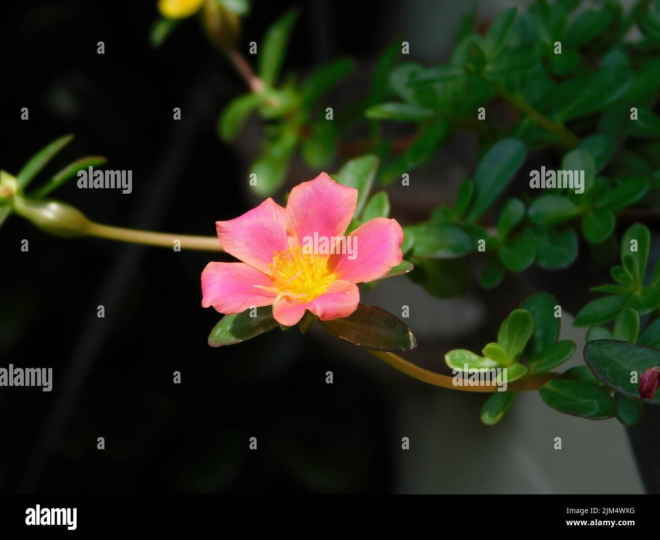 A closeup of a Portulaca umbraticola, also known as the wingpod ...