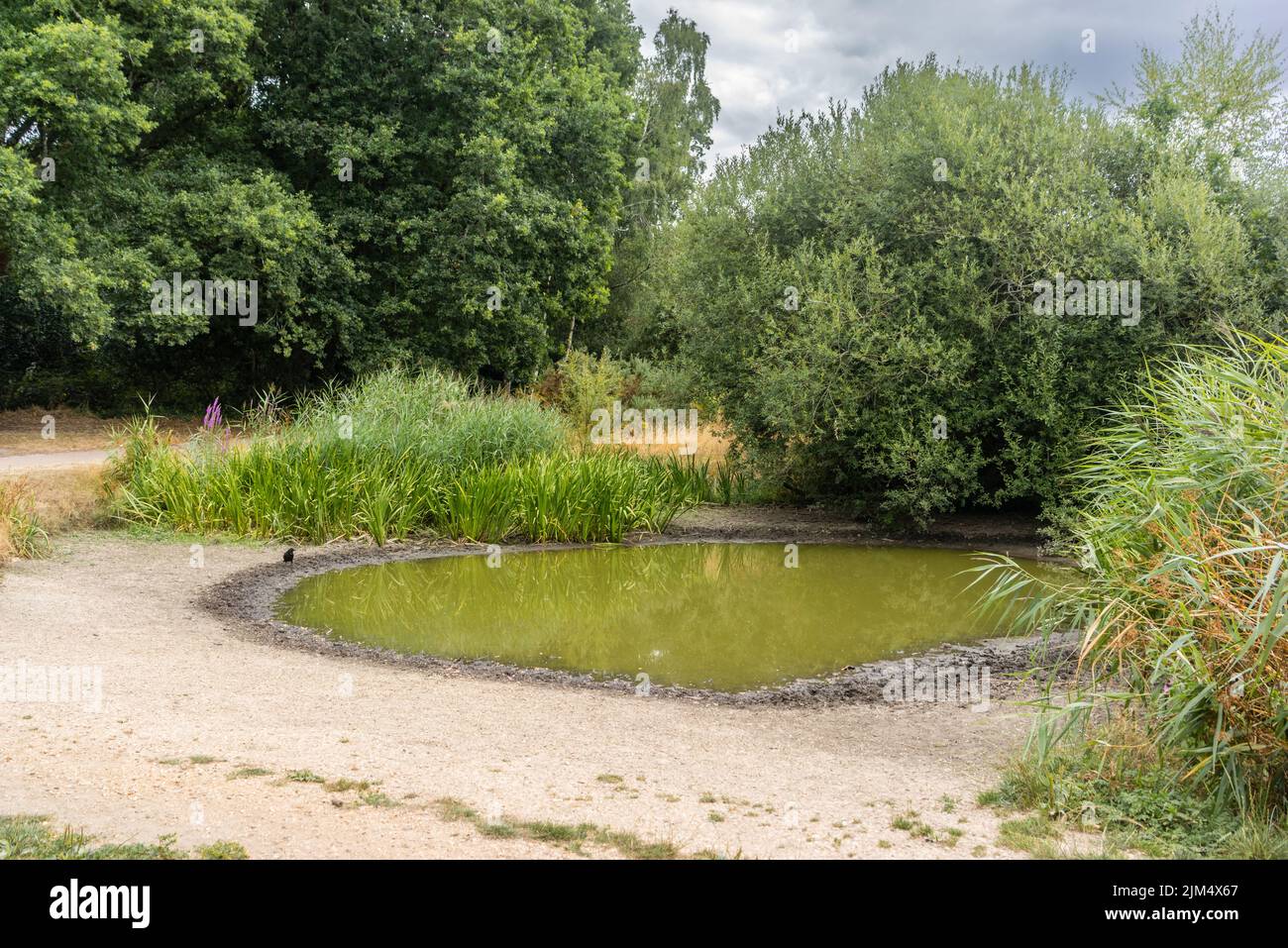 Southampton, Hampshire UK. 4th of August 2022. Unusually low water levels at Ornamental Lake at the Common due to prolonged dry weather conditions in Southern England, UK Stock Photo