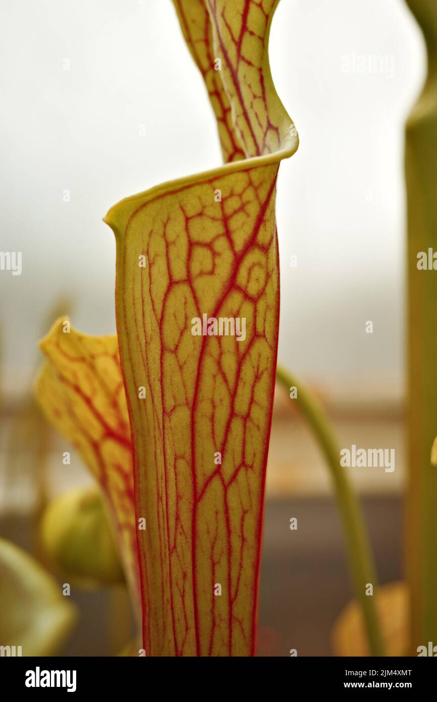 A vertical closeup shot of a Sarracenia leucophylla plant on a blurry background Stock Photo