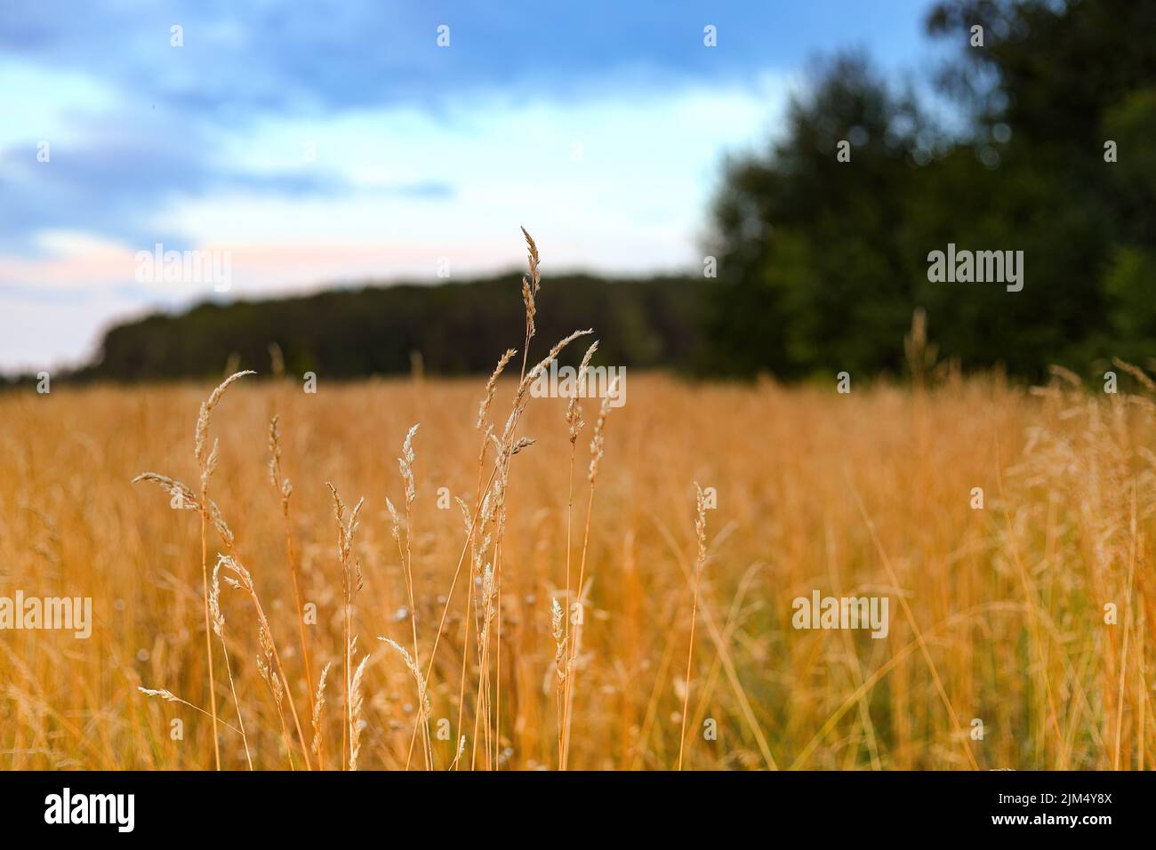 Field in front forest hi-res stock photography and images - Alamy