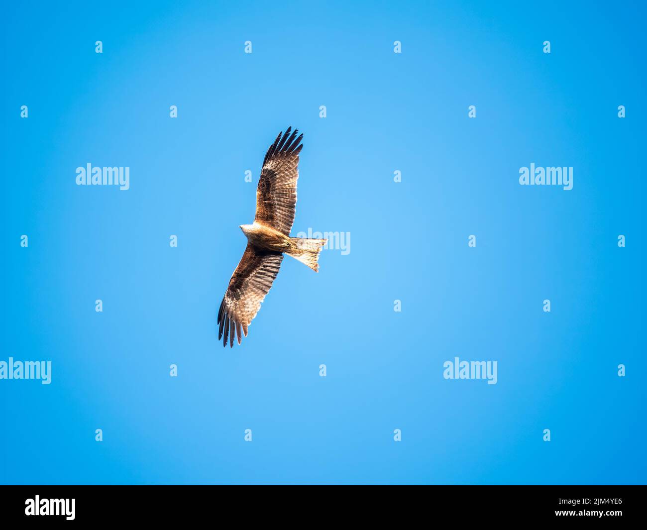 The bird of prey Black Kite flying in blue Sky. The black kite, Milvus