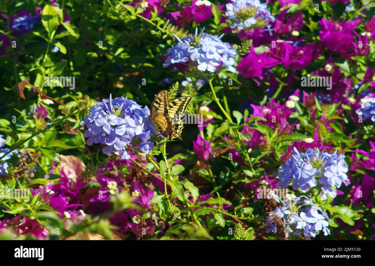 Butterfly in garden Stock Photo