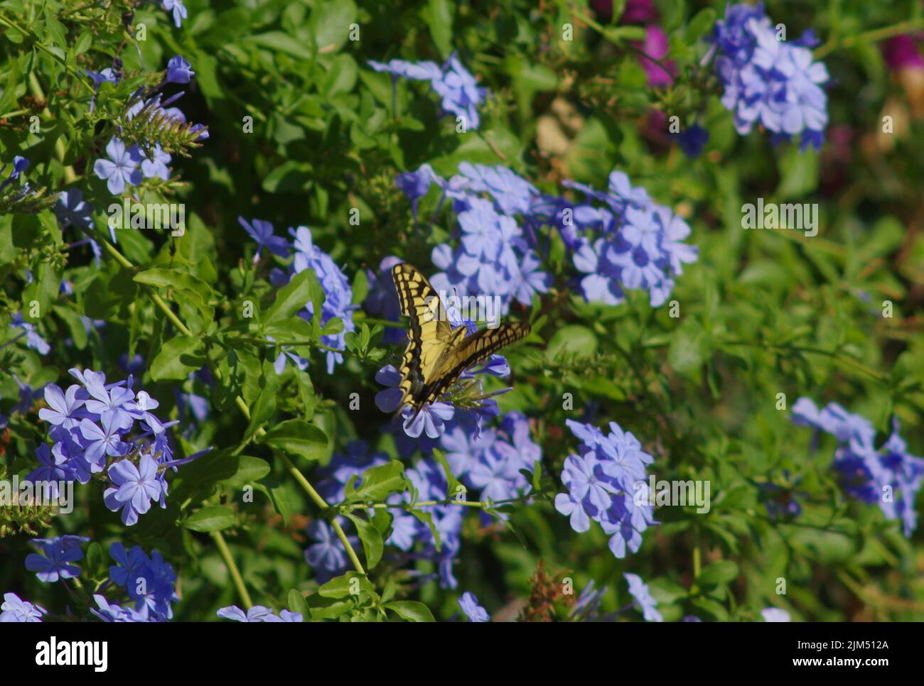 Butterfly in garden Stock Photo