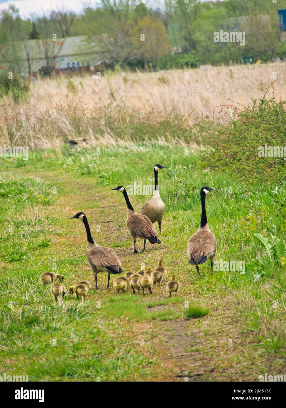 Geese In Kansas A vertical shot of a group of Canadian geese and goslings at Evergy ...