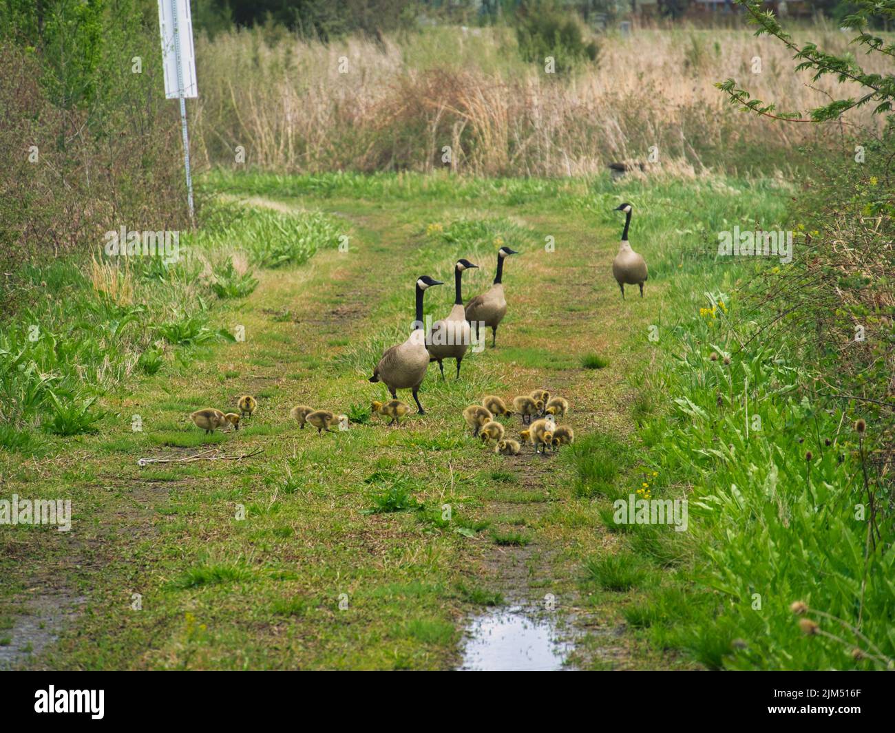 Geese In Kansas A group of Canadian geese and goslings at Evergy Wetlands in Gardner ...