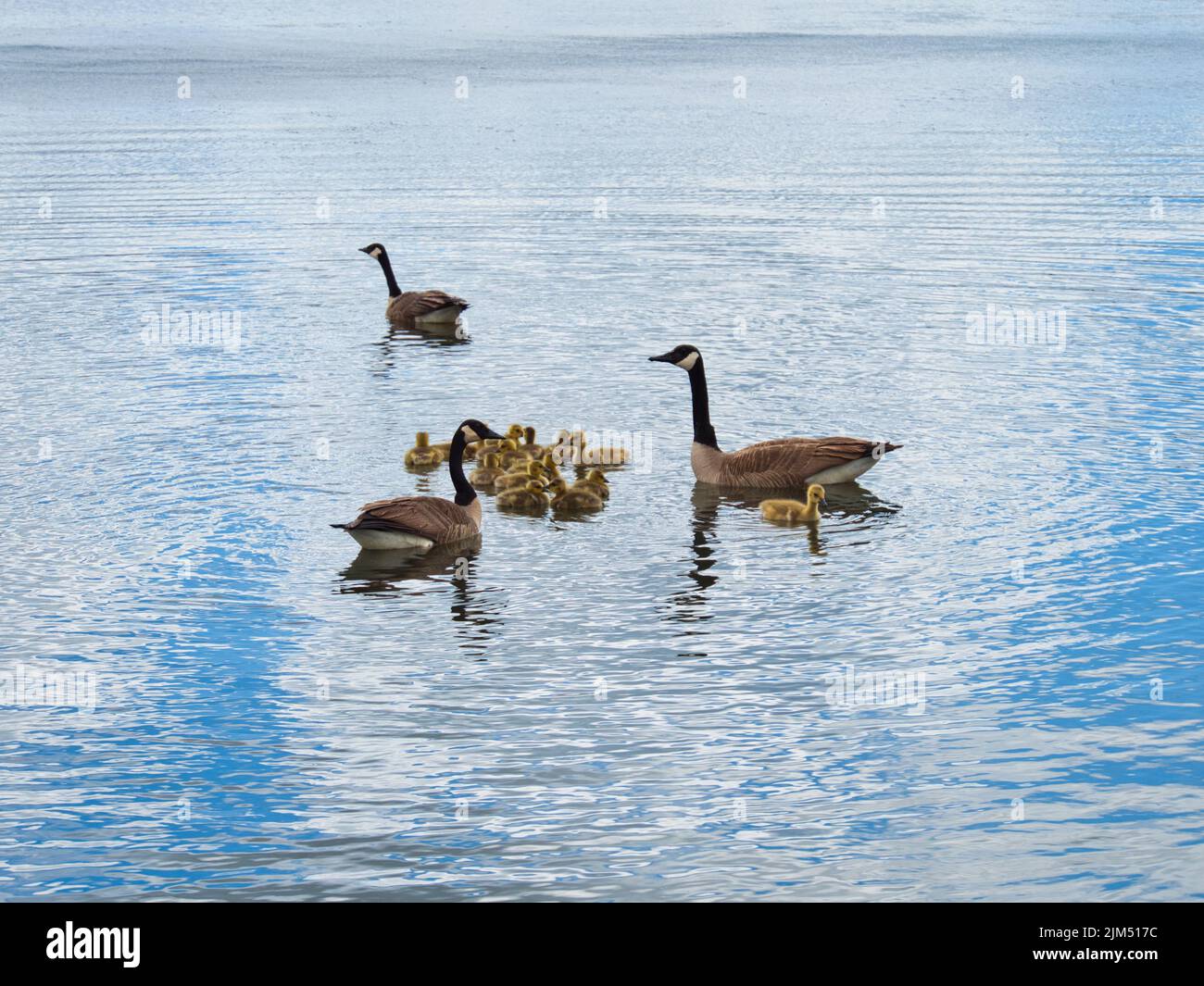 Geese In Kansas A group of Canadian geese and goslings swimming in the lake at Evergy ...