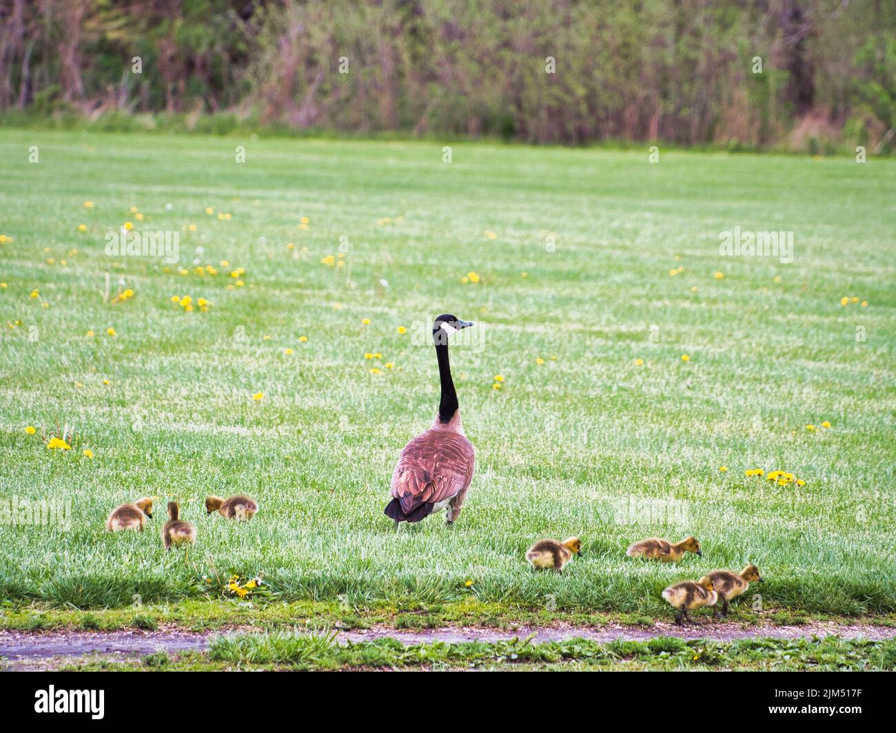 Geese In Kansas Evergy wetlands hi-res stock photography and images - Alamy