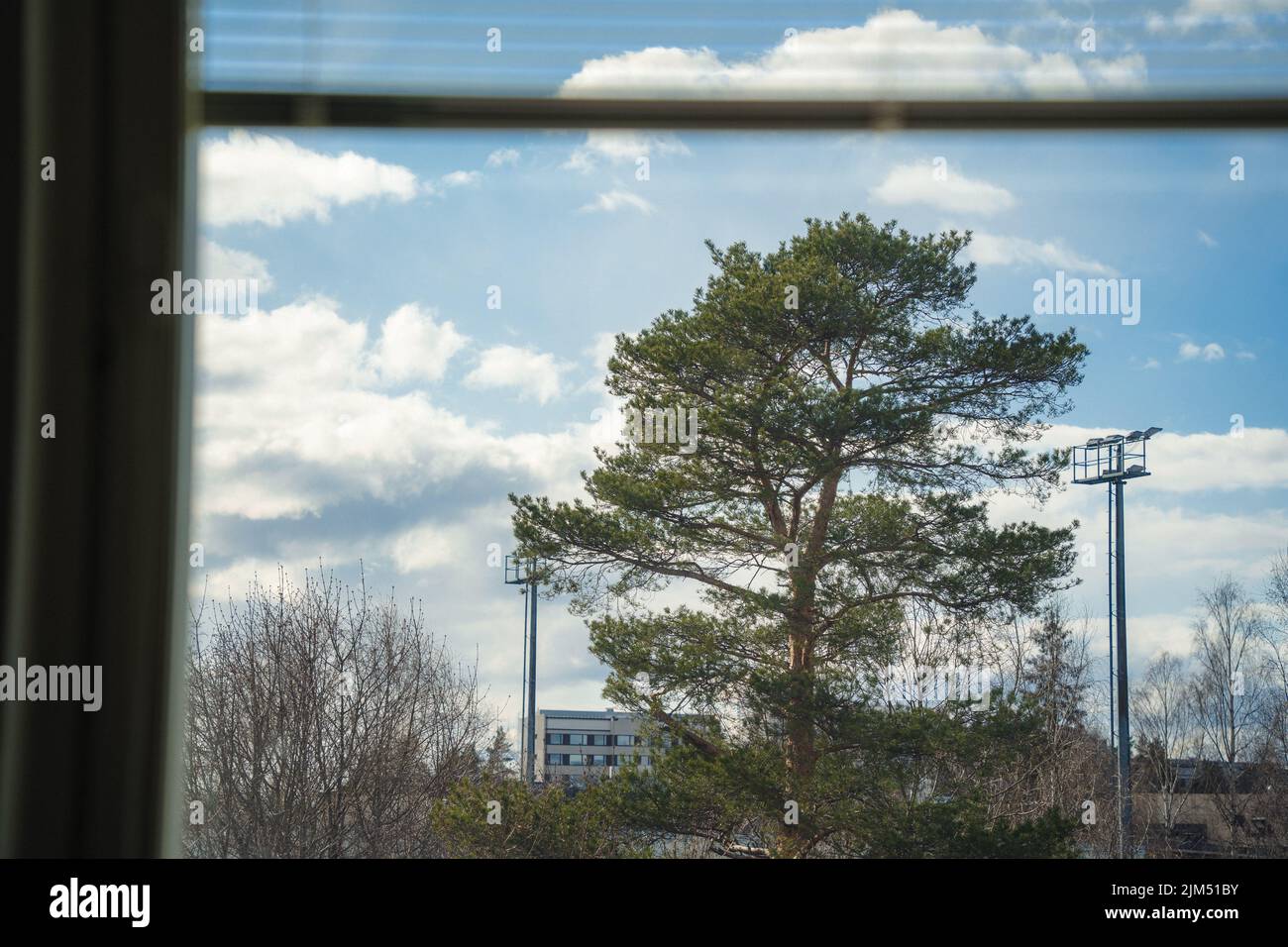 a shot of a big tree captured from window Stock Photo - Alamy
