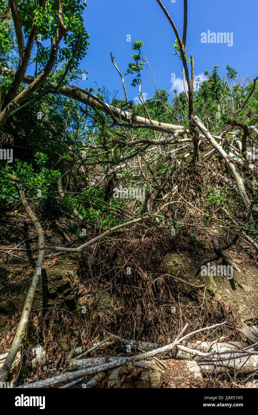 Destroyed trees after the passage of strong cyclonic winds in a forest , Mauritius Stock Photo