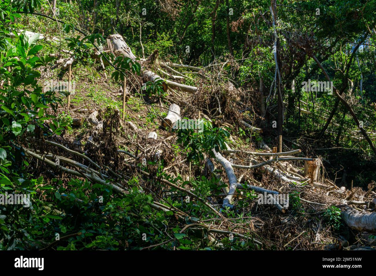 Destroyed trees after the passage of strong cyclonic winds in a forest , Mauritius Stock Photo