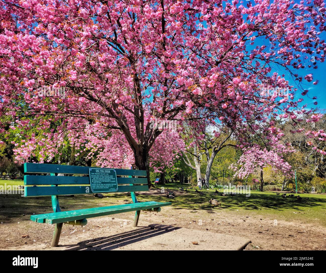 A beautiful shot of a wooden bench in front of a big cherry blossom tree on a sunny day at Beacon Hill Park, Victoria, British Columbia, Canada Stock Photo
