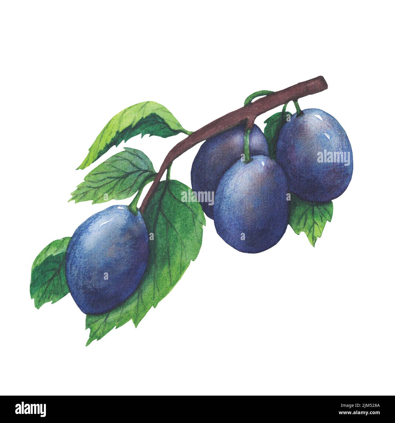 Hand drawn watercolor illustration of fruit plum isolated on white ...