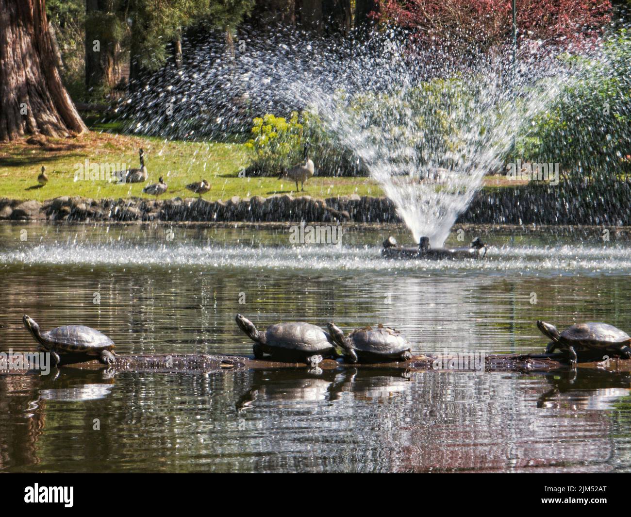 A beautiful shot of expanding nozzle turtles standing on a floating tree trunk in a lake on a sunny day near a fountain Stock Photo