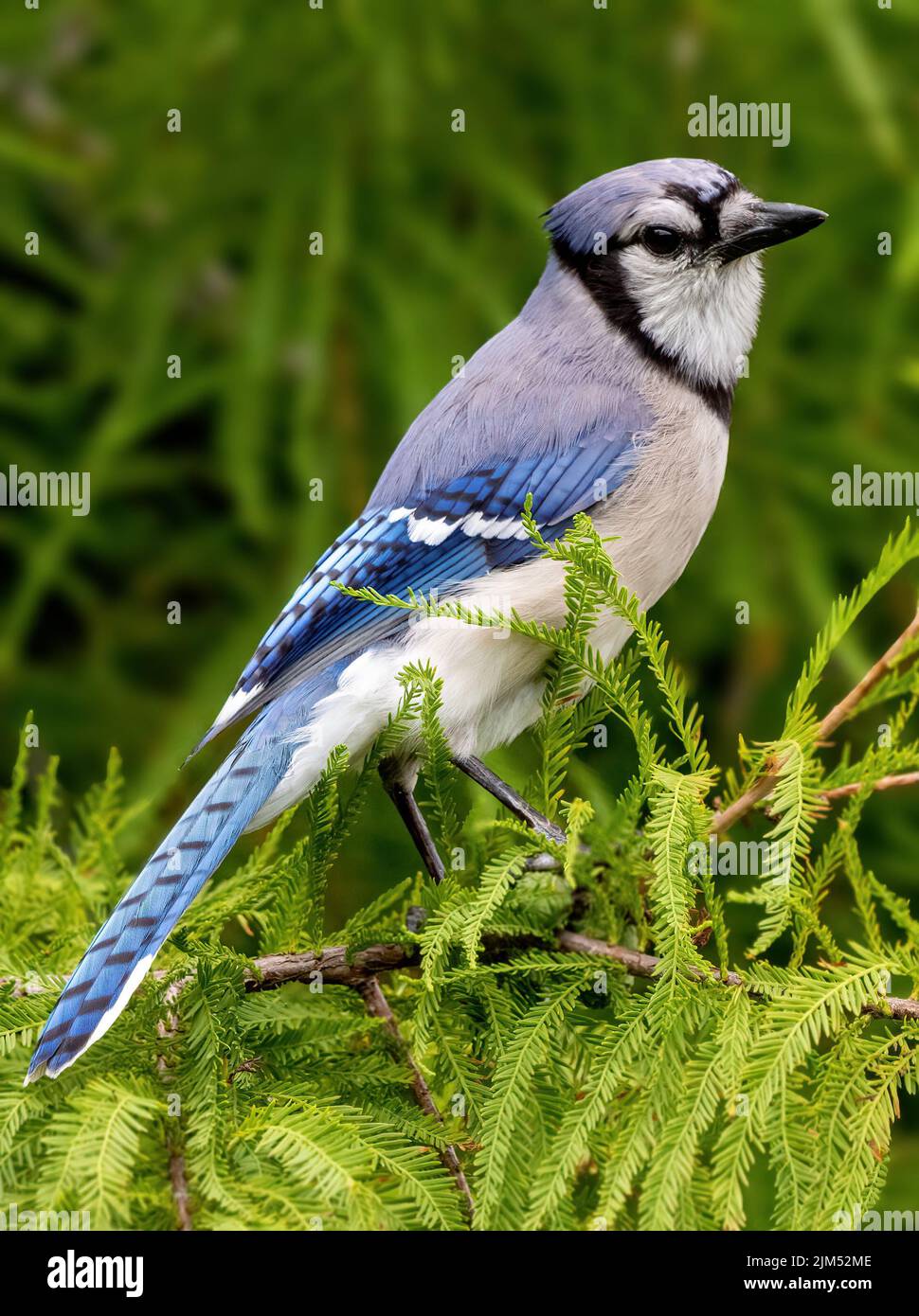 A closeup shot of a Blue Jay bird standing on a green leaf branch in daylight with a green blurred background in the Florida wetland Stock Photo