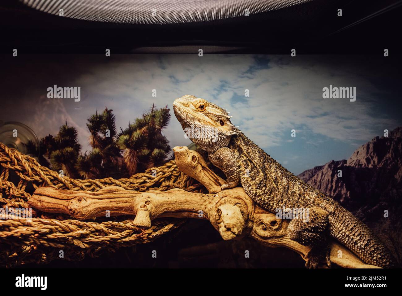 bearded dragon lizard pet in glass enclosure, desert terrarium Stock