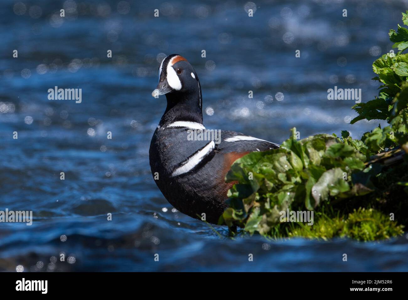 Drake Harlequin duck (Histrionicus histrionicus) on the River Laxa in Iceland Stock Photo